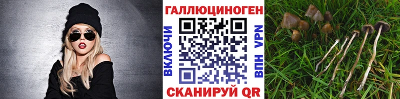 купить   Горно-Алтайск  Галлюциногенные грибы мицелий 